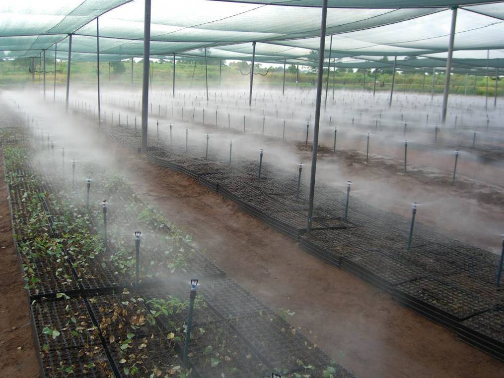 Nursery being irrigated by misting