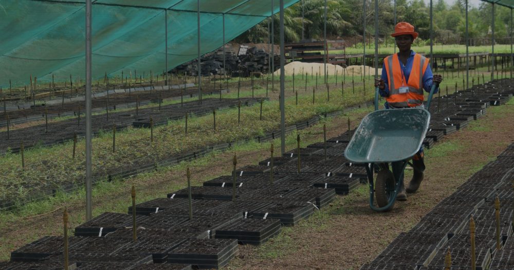 Man wheels a wheelbarrow alongside some tree saplings