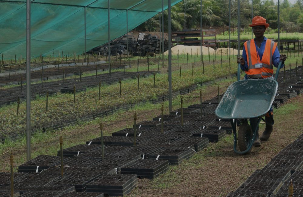 Man wheels a wheelbarrow alongside some tree saplings