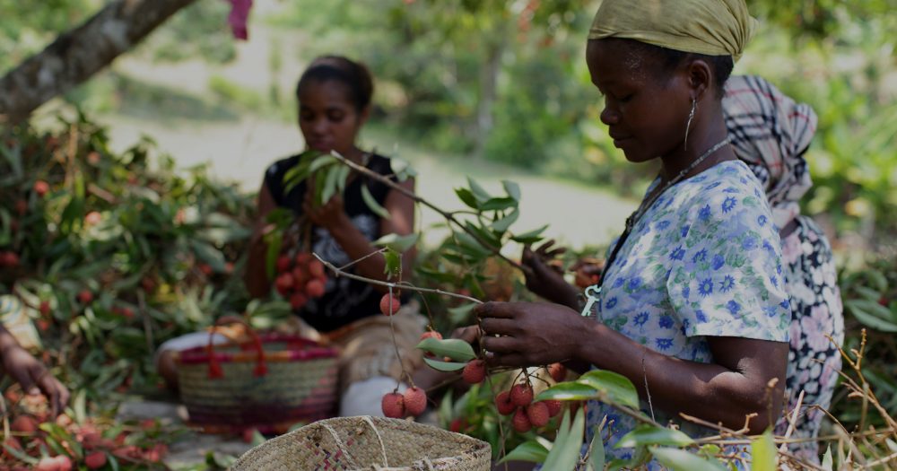 Providing jobs in rural areas Story British International Investment