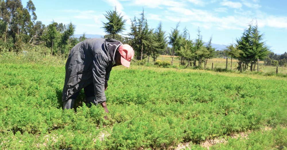 Solar-powered irrigation provided by SunCulture aids African farmer
