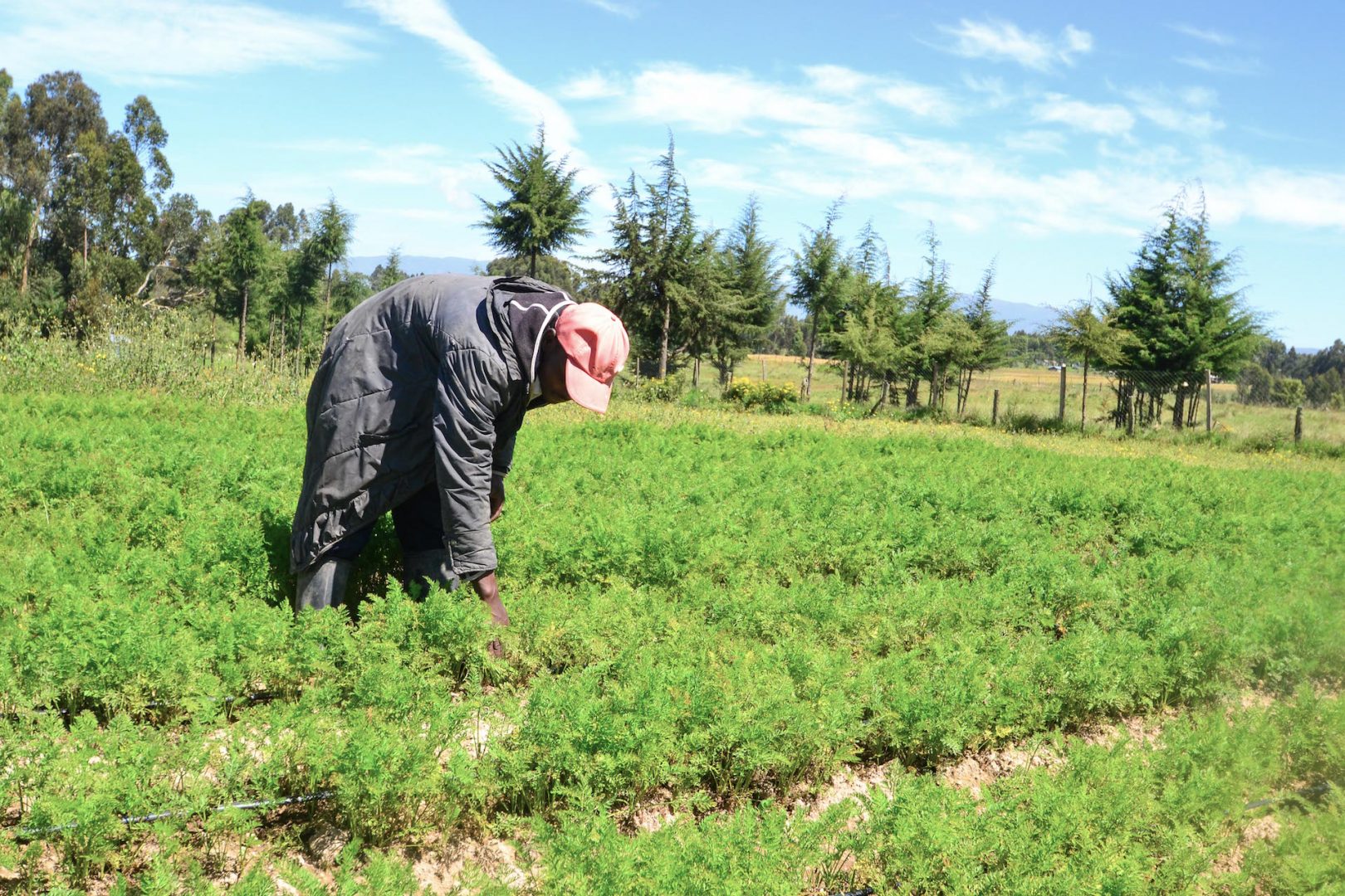 Solar-powered irrigation provided by SunCulture aids African farmer