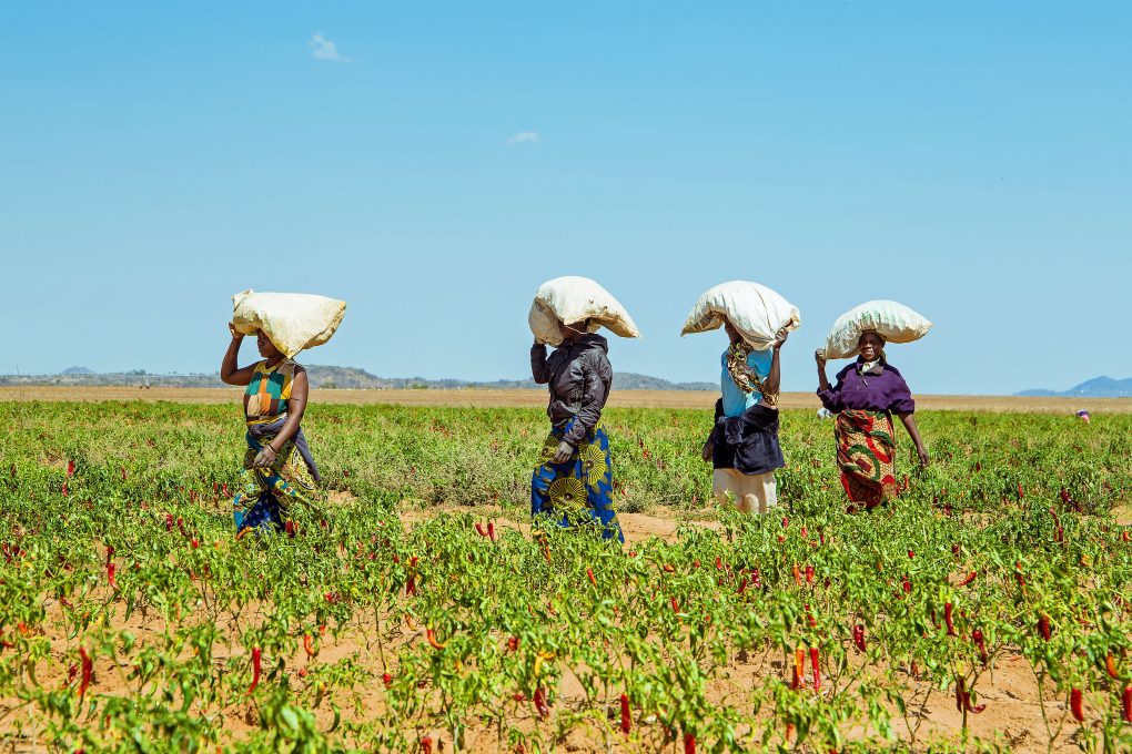 BII, NAPSA and Swedfund launch Growth Investment Partners Zambia with a ...