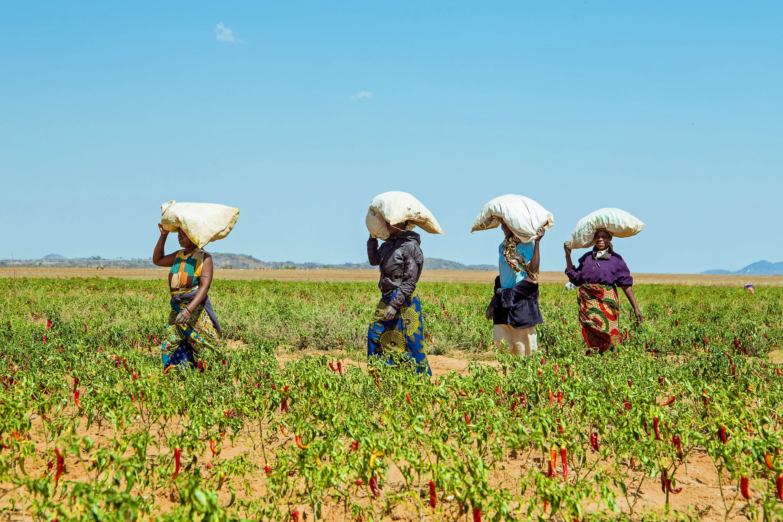 Agdevco BII, Swedfund and Norfund invest $85 million in AgDevCo to support ...
