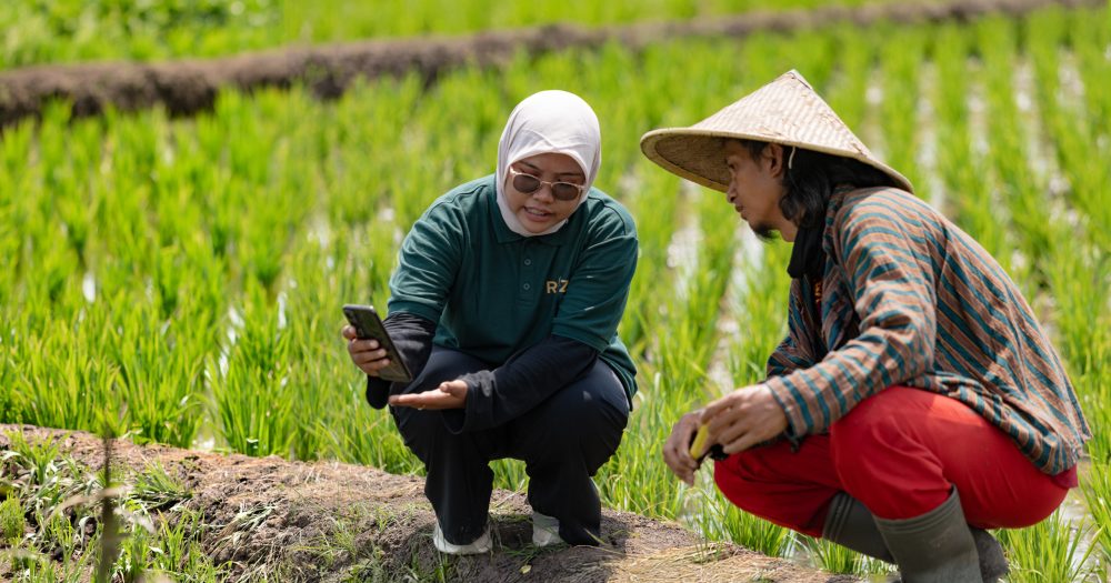 Two workers in a rice field, crouched down looking at a mobile phone