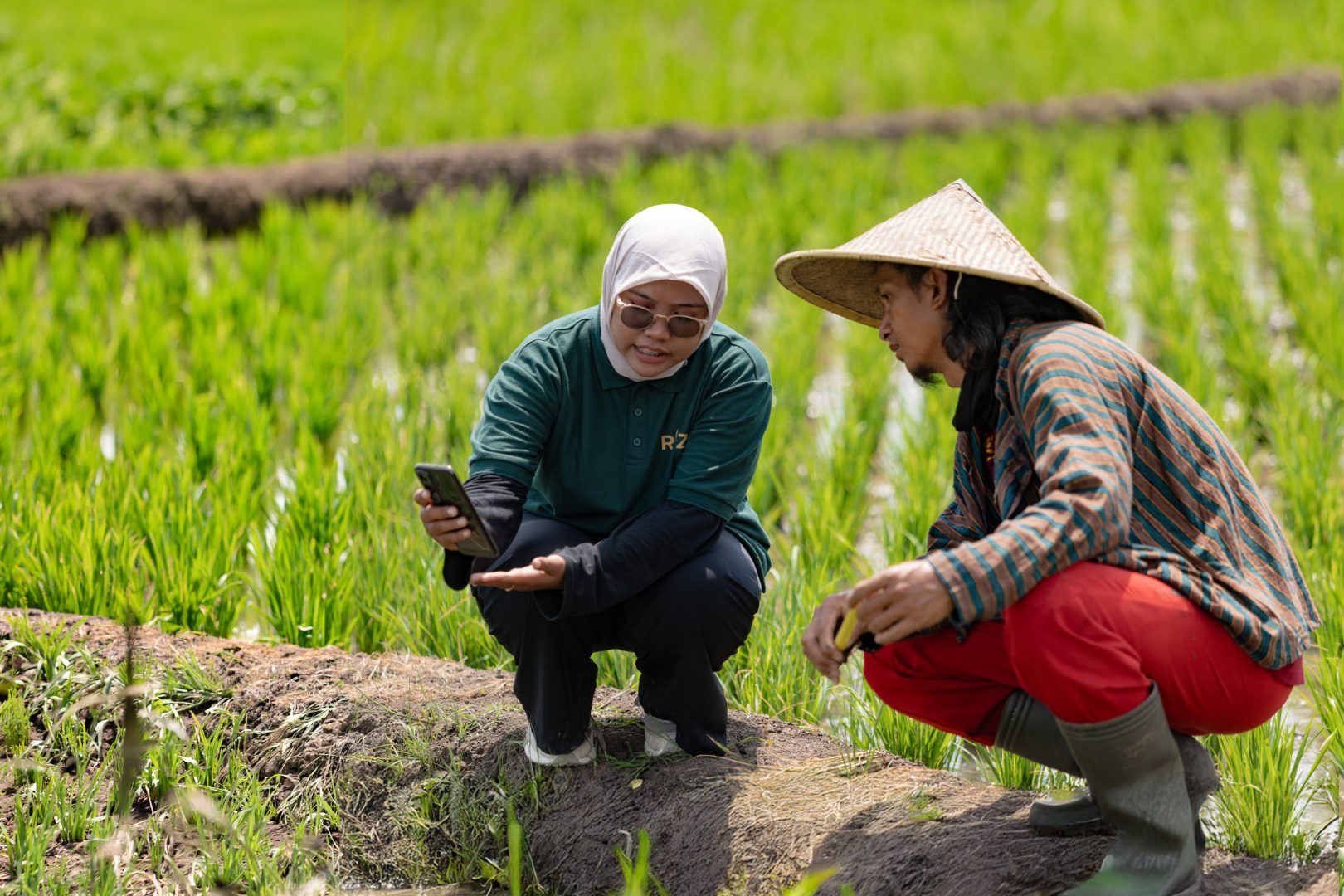 Two workers in a rice field, crouched down looking at a mobile phone